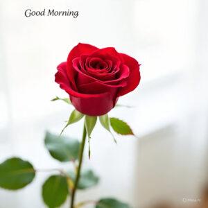 good morning images