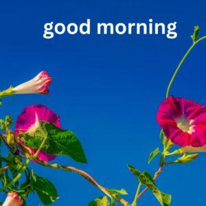 good morning images