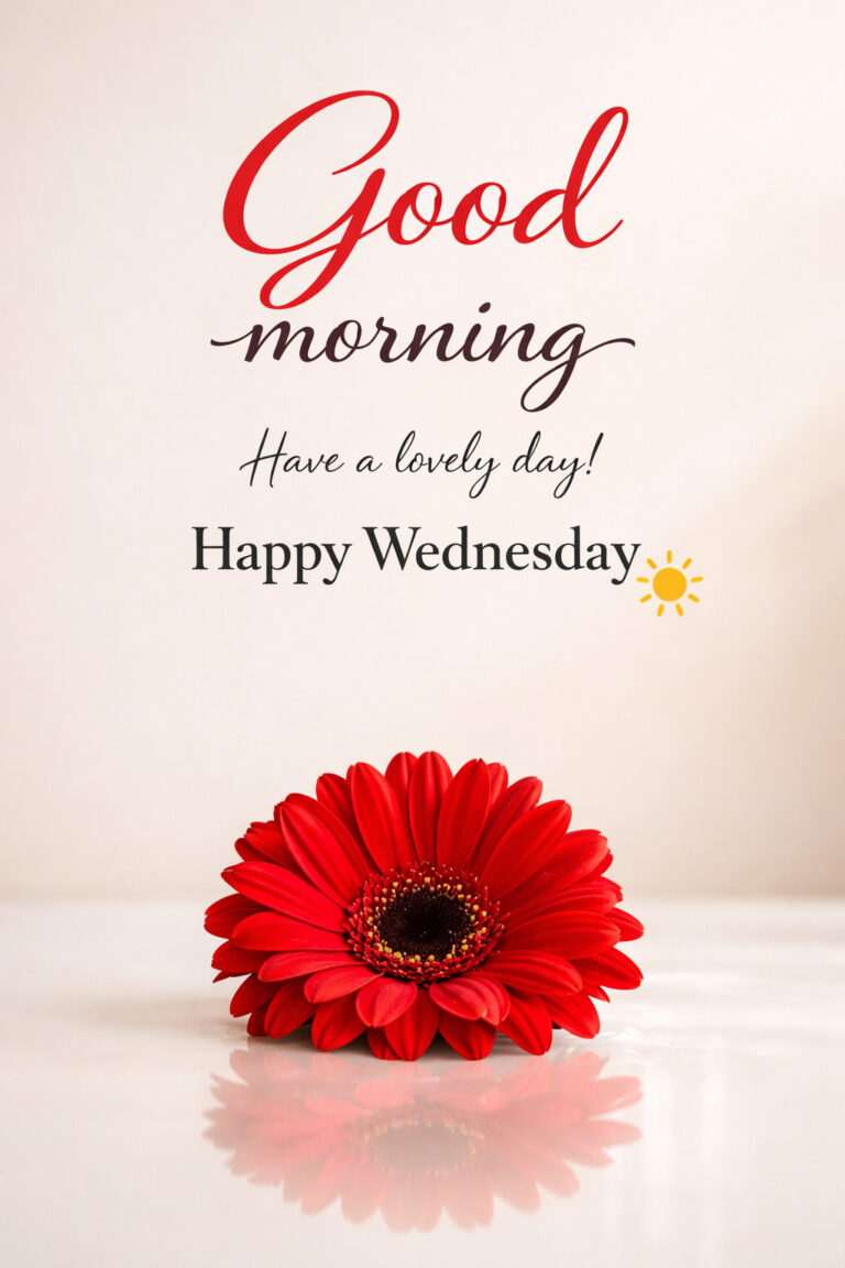Happy Wednesday good morning images with red gerbera flower and minimal background with greeting text